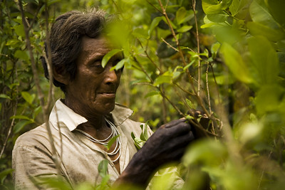 Contribución de los Pueblos Indígenas a la Cumbre Mundial 2021 de Naciones Unidas sobre Sistemas Alimentarios