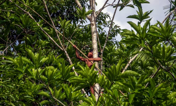 Indigenous peoples by far the best guardians of forests – UN report