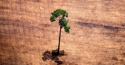 How To Tackle Deforestation? Give Indigenous People Their Land Rights.