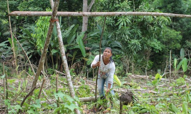 Indigenous leadership key to curbing deforestation, says UN report